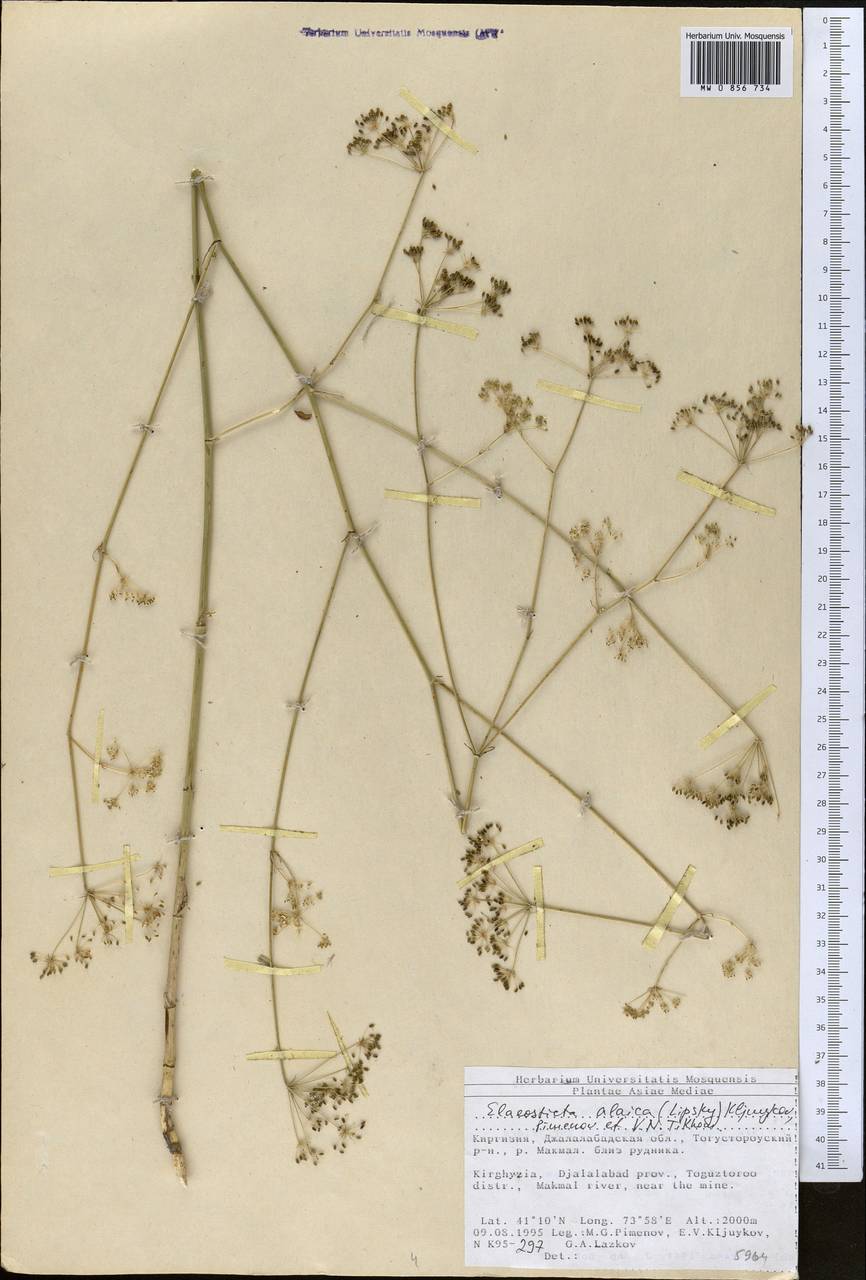 Скалигерия алайская (Lipsky) Korovin, Средняя Азия и Казахстан, Северный и Центральный Тянь-Шань (M4) (Киргизия)