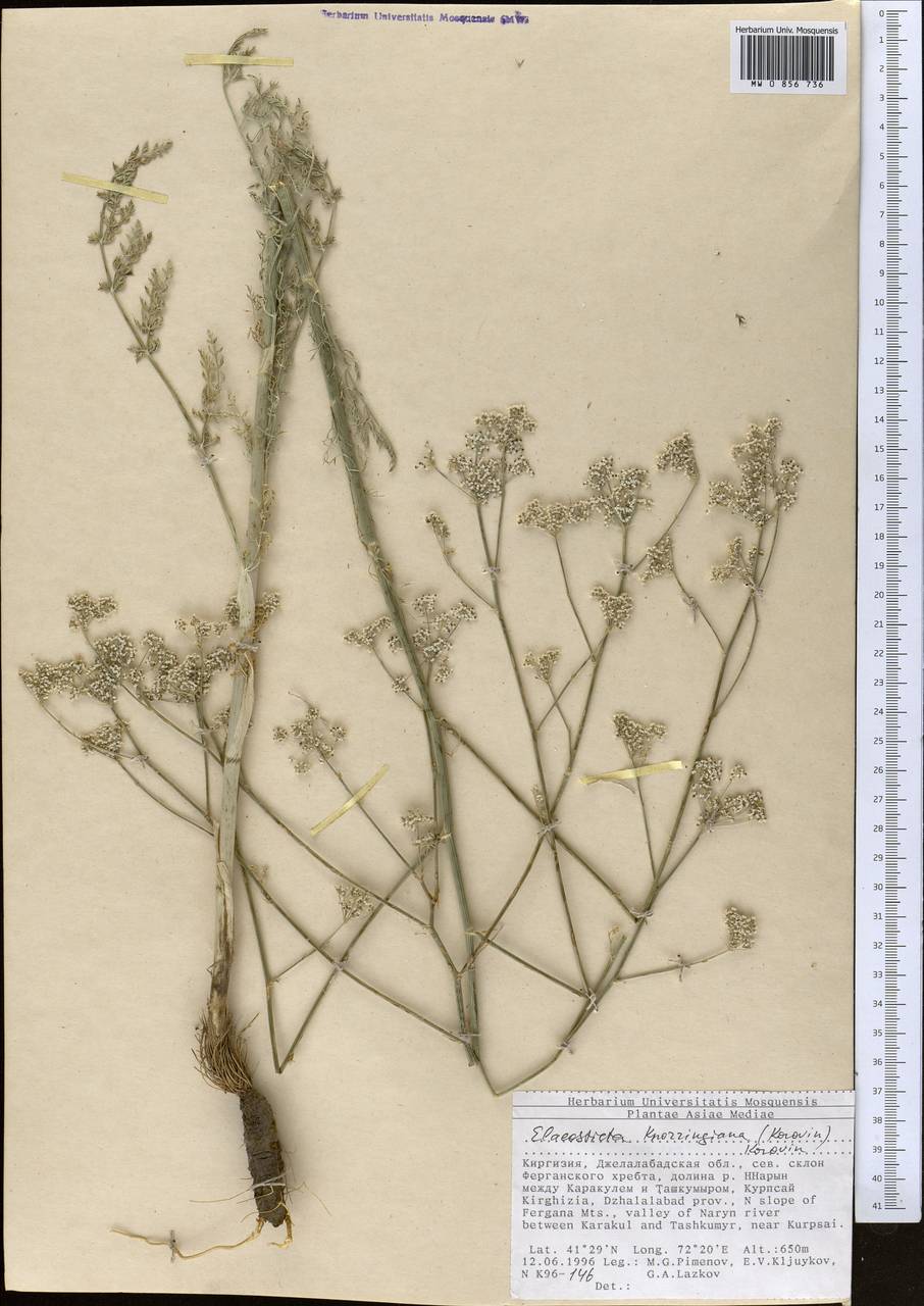 Скалигерия алайская (Lipsky) Korovin, Средняя Азия и Казахстан, Западный Тянь-Шань и Каратау (M3) (Киргизия)