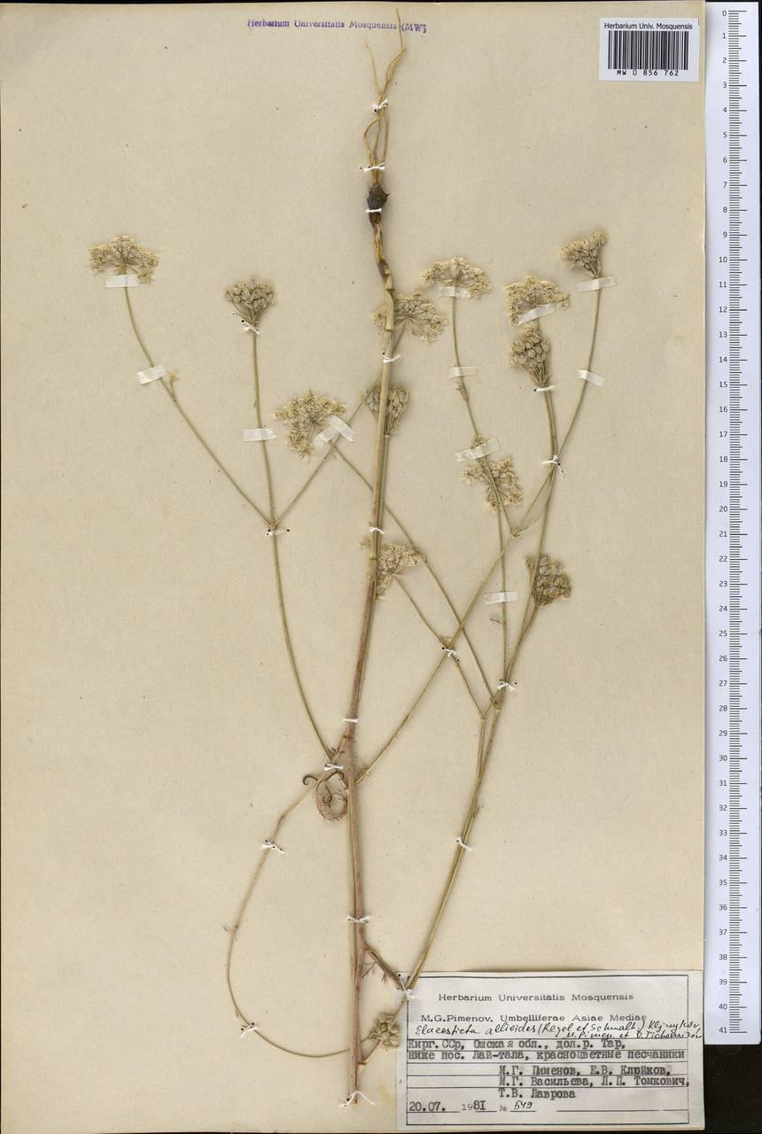 Скалигерия луковидная (Regel & Schmalh.) Boiss., Средняя Азия и Казахстан, Памир и Памиро-Алай (M2) (Киргизия)