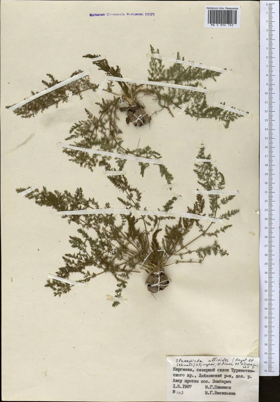 Скалигерия луковидная (Regel & Schmalh.) Boiss., Средняя Азия и Казахстан, Памир и Памиро-Алай (M2) (Киргизия)