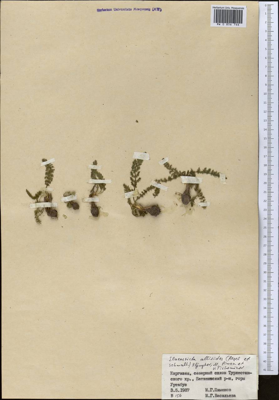 Скалигерия луковидная (Regel & Schmalh.) Boiss., Средняя Азия и Казахстан, Памир и Памиро-Алай (M2) (Киргизия)