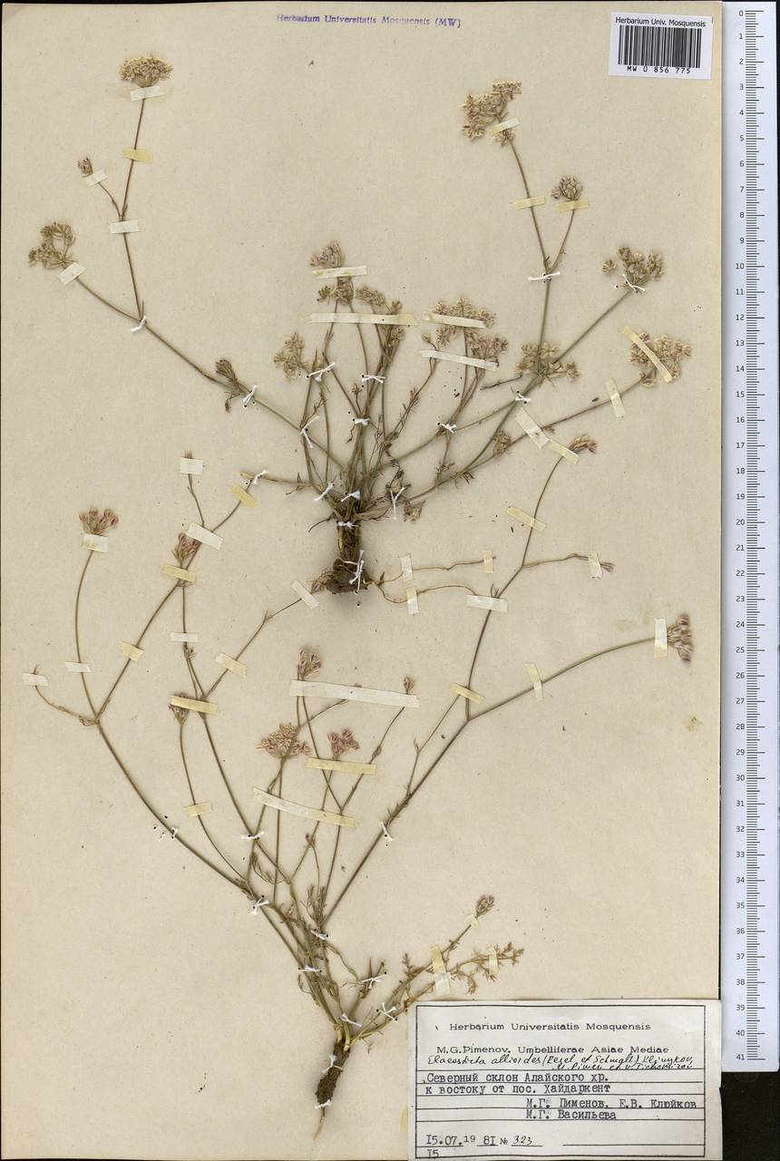 Скалигерия луковидная (Regel & Schmalh.) Boiss., Средняя Азия и Казахстан, Памир и Памиро-Алай (M2) (Киргизия)