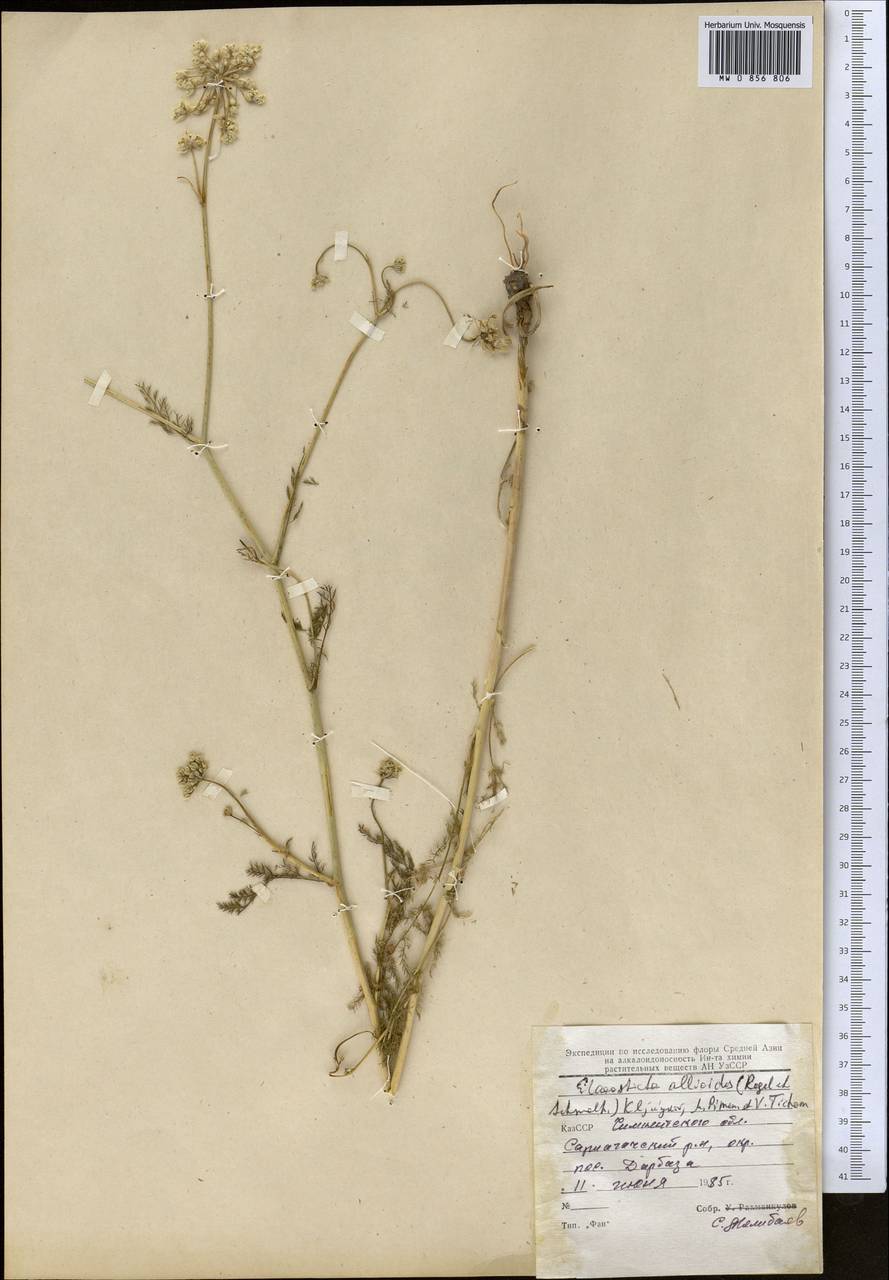 Скалигерия луковидная (Regel & Schmalh.) Boiss., Средняя Азия и Казахстан, Сырдарьинские пустыни и Кызылкумы (M7) (Таджикистан)