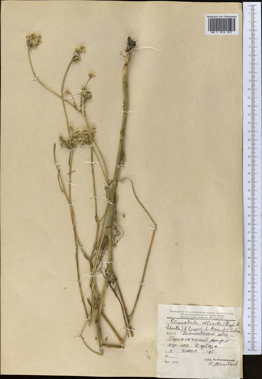 Скалигерия луковидная (Regel & Schmalh.) Boiss., Средняя Азия и Казахстан, Сырдарьинские пустыни и Кызылкумы (M7) (Таджикистан)