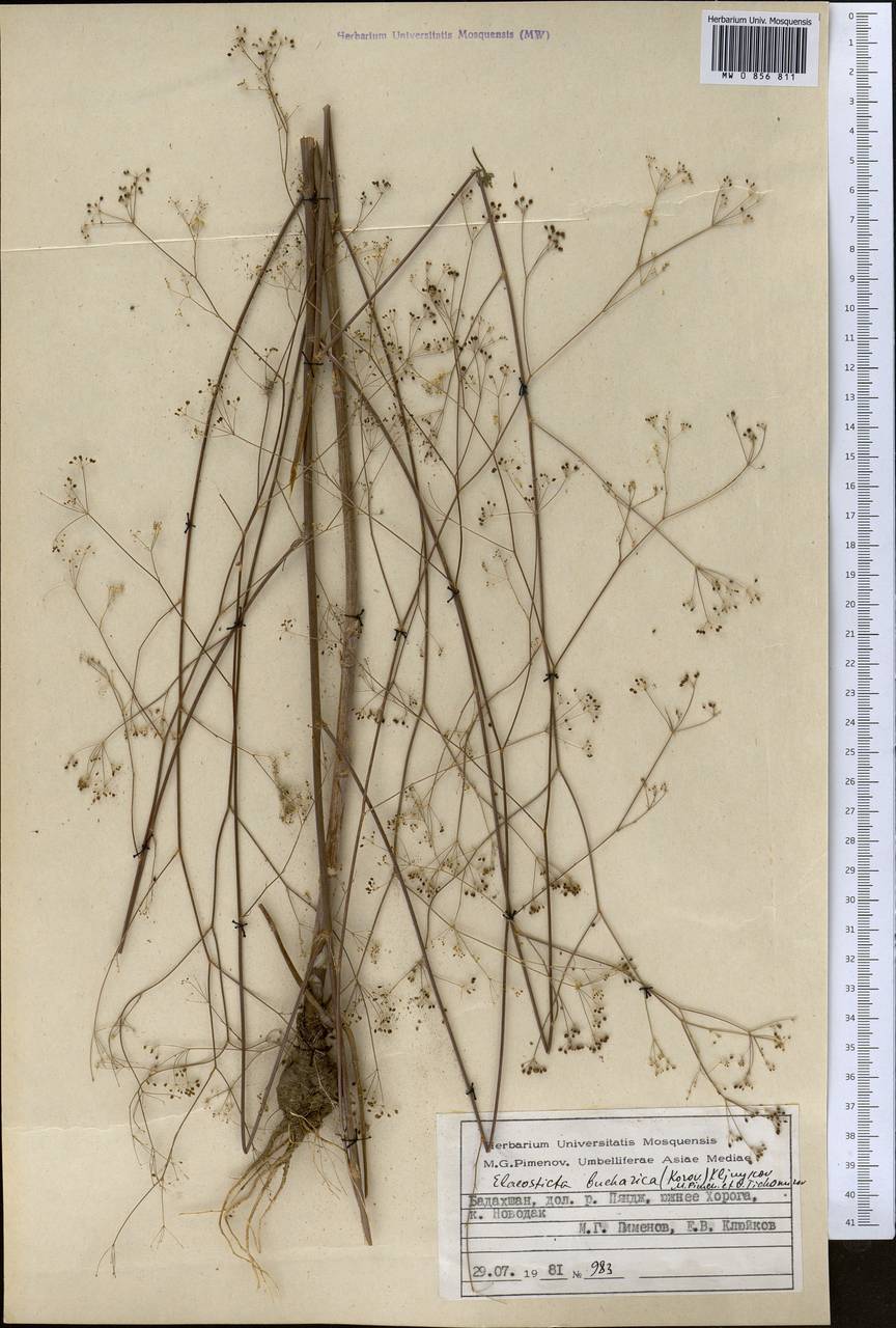 Скалигерия бухарская Korovin, Средняя Азия и Казахстан, Памир и Памиро-Алай (M2) (Таджикистан)