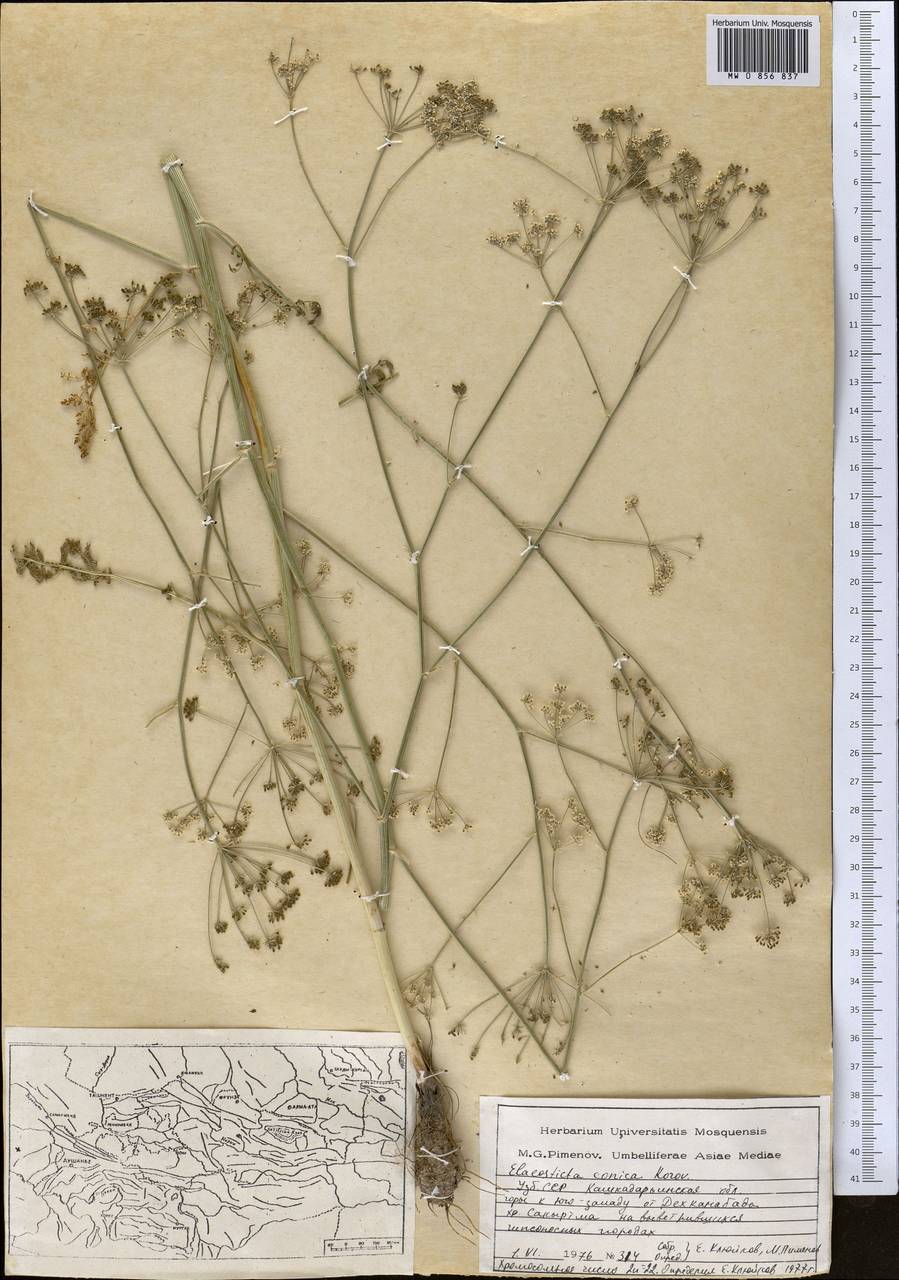 Scaligeria conica (Korovin) Korovin, Средняя Азия и Казахстан, Сырдарьинские пустыни и Кызылкумы (M7) (Узбекистан)