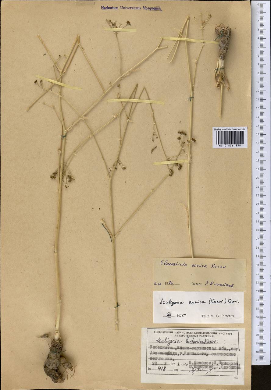 Scaligeria conica (Korovin) Korovin, Средняя Азия и Казахстан, Сырдарьинские пустыни и Кызылкумы (M7) (Узбекистан)