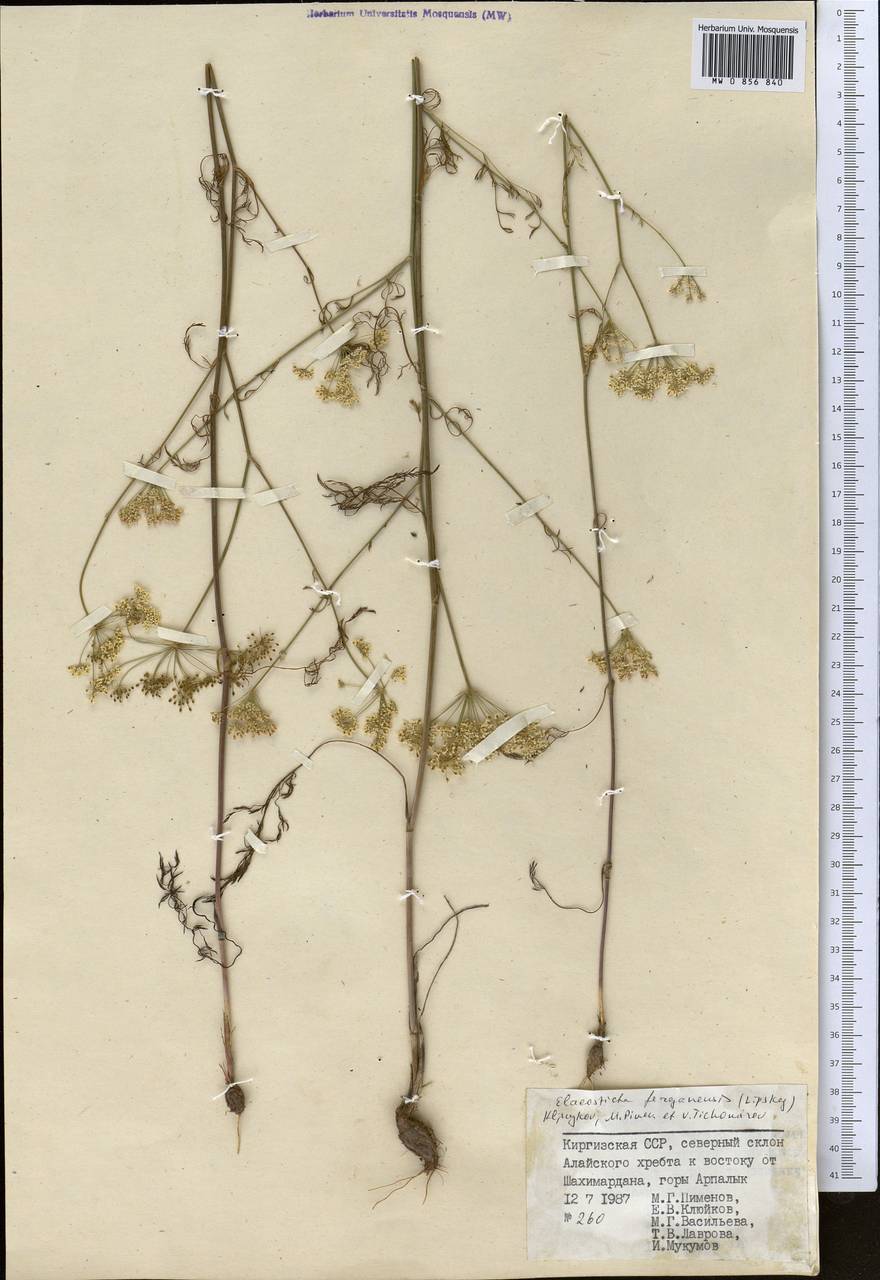 Скалигерия Коржинского (Lipsky) Korovin, Средняя Азия и Казахстан, Памир и Памиро-Алай (M2) (Киргизия)