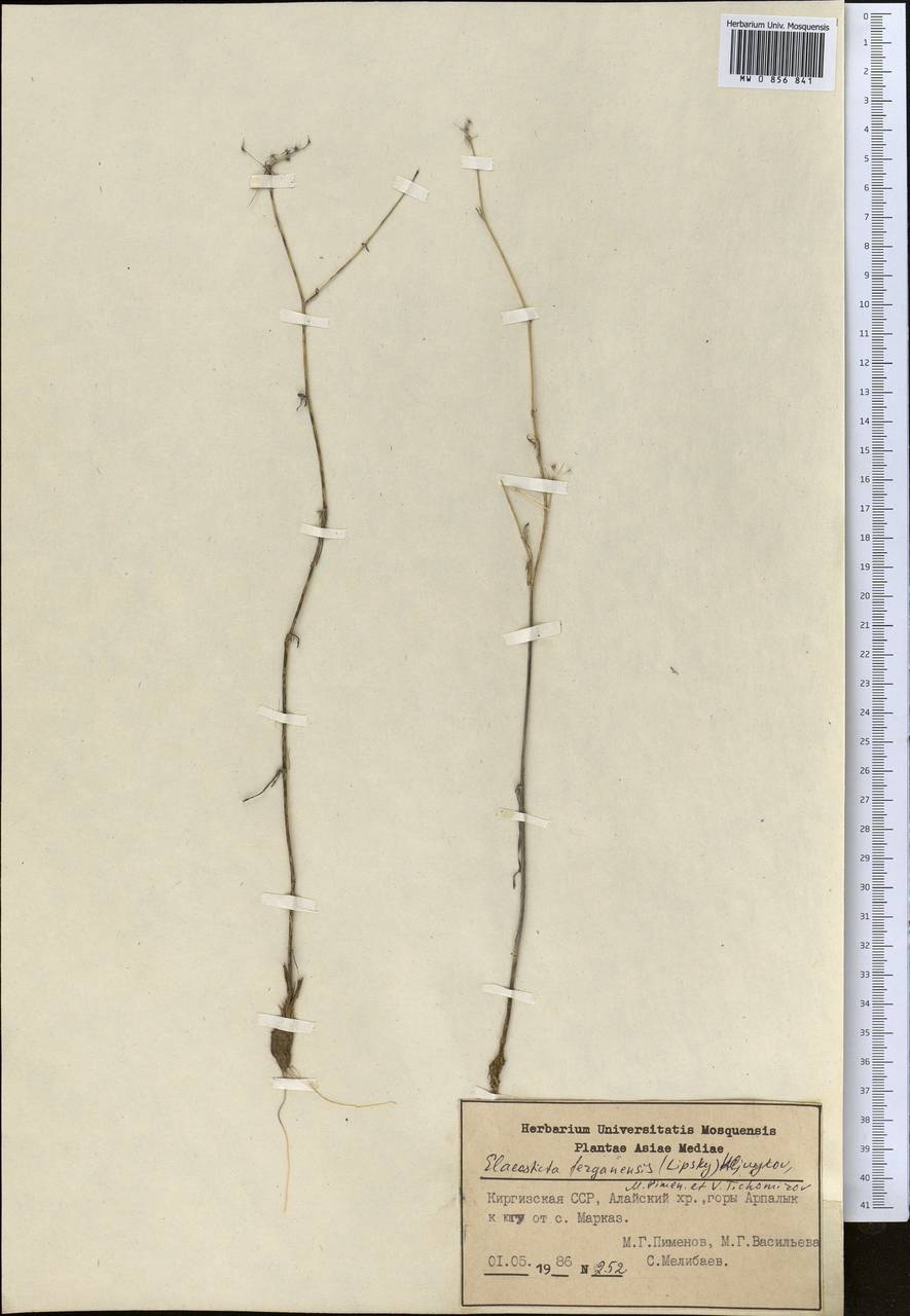 Скалигерия Коржинского (Lipsky) Korovin, Средняя Азия и Казахстан, Памир и Памиро-Алай (M2) (Киргизия)