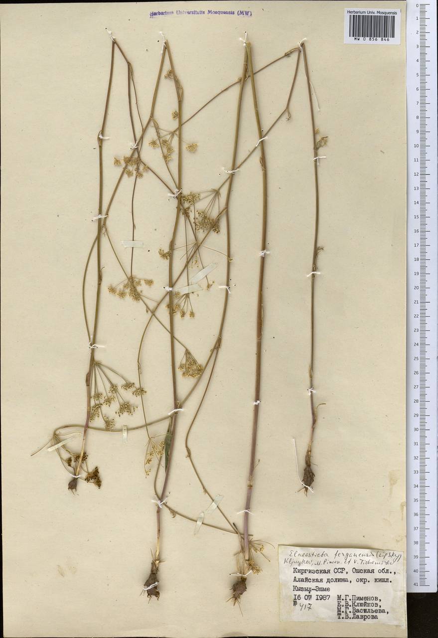 Скалигерия Коржинского (Lipsky) Korovin, Средняя Азия и Казахстан, Памир и Памиро-Алай (M2) (Киргизия)