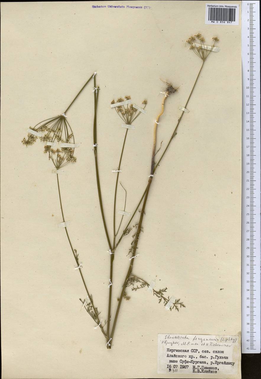 Скалигерия Коржинского (Lipsky) Korovin, Средняя Азия и Казахстан, Памир и Памиро-Алай (M2) (Киргизия)
