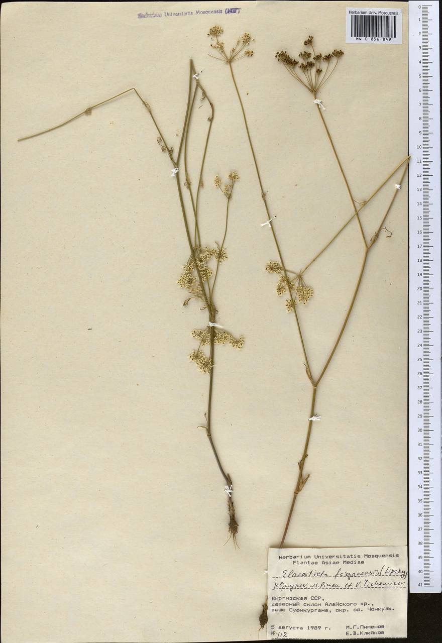 Скалигерия Коржинского (Lipsky) Korovin, Средняя Азия и Казахстан, Памир и Памиро-Алай (M2) (Киргизия)