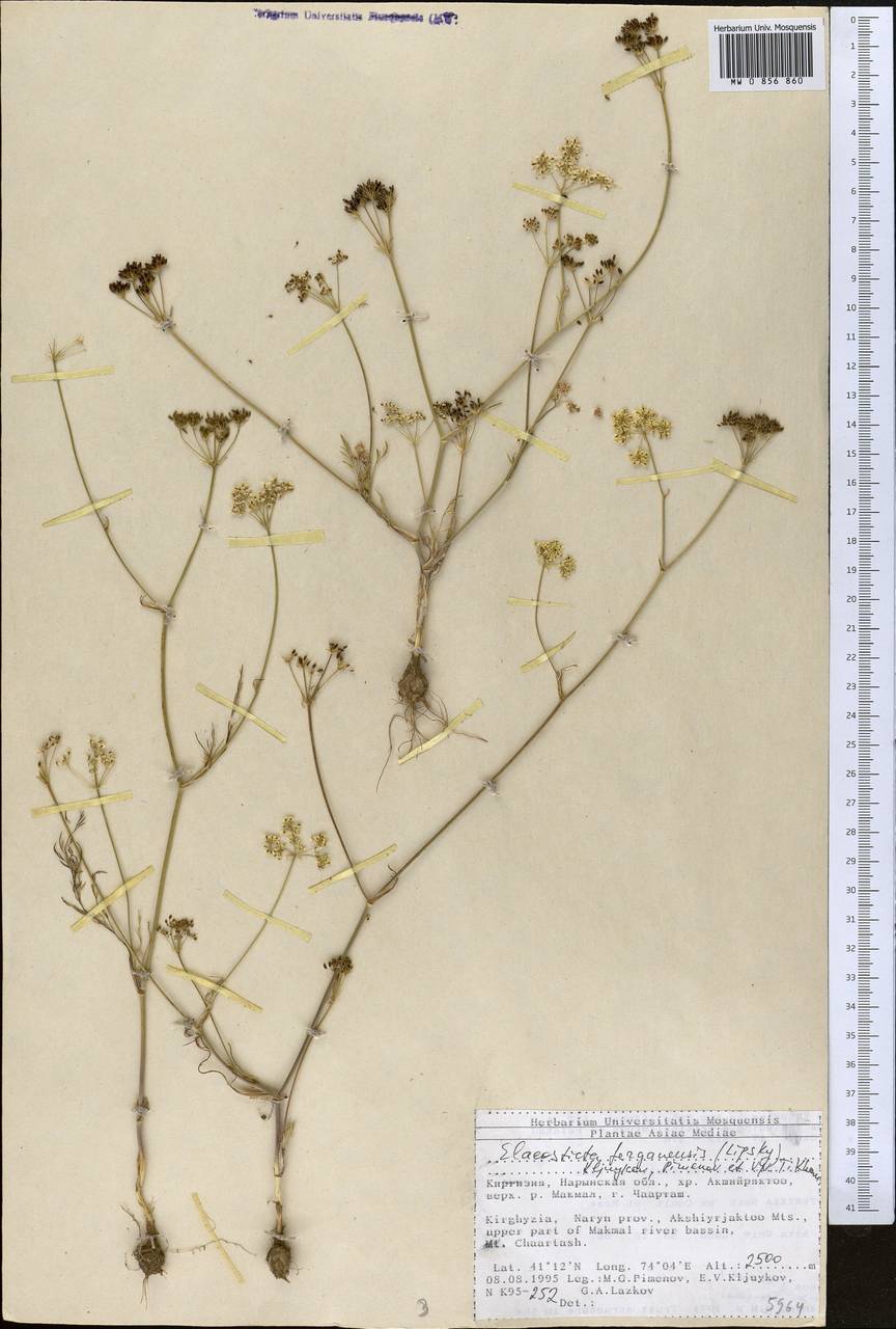 Скалигерия Коржинского (Lipsky) Korovin, Средняя Азия и Казахстан, Северный и Центральный Тянь-Шань (M4) (Киргизия)