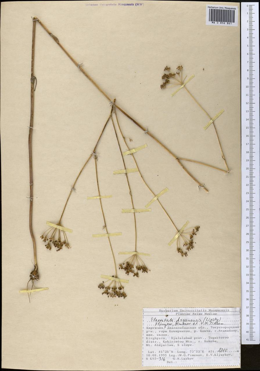 Скалигерия Коржинского (Lipsky) Korovin, Средняя Азия и Казахстан, Северный и Центральный Тянь-Шань (M4) (Киргизия)