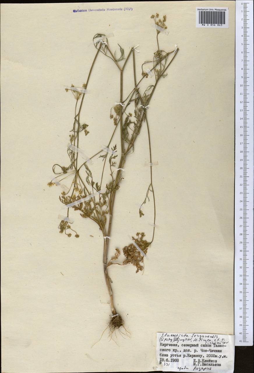 Скалигерия Коржинского (Lipsky) Korovin, Средняя Азия и Казахстан, Западный Тянь-Шань и Каратау (M3) (Киргизия)