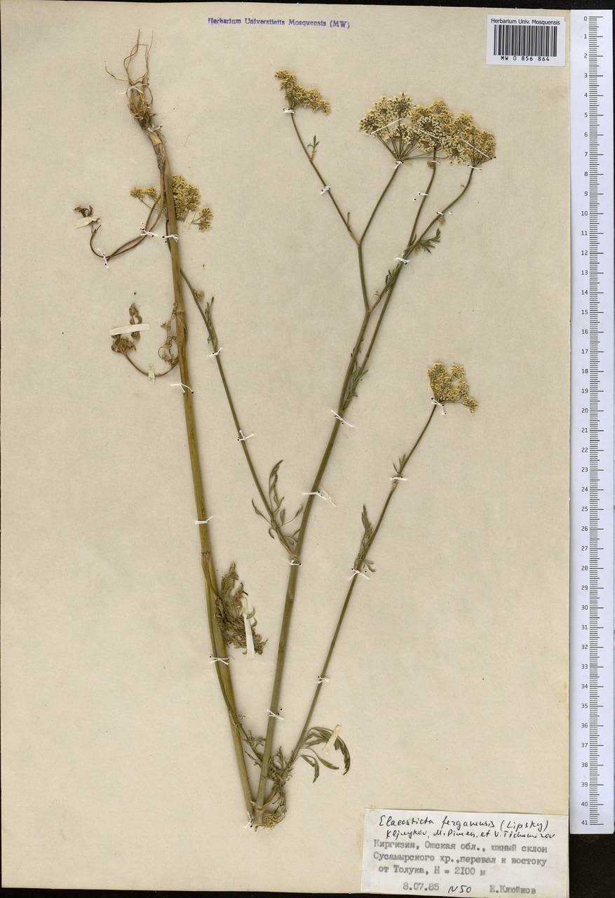 Скалигерия Коржинского (Lipsky) Korovin, Средняя Азия и Казахстан, Северный и Центральный Тянь-Шань (M4) (Киргизия)