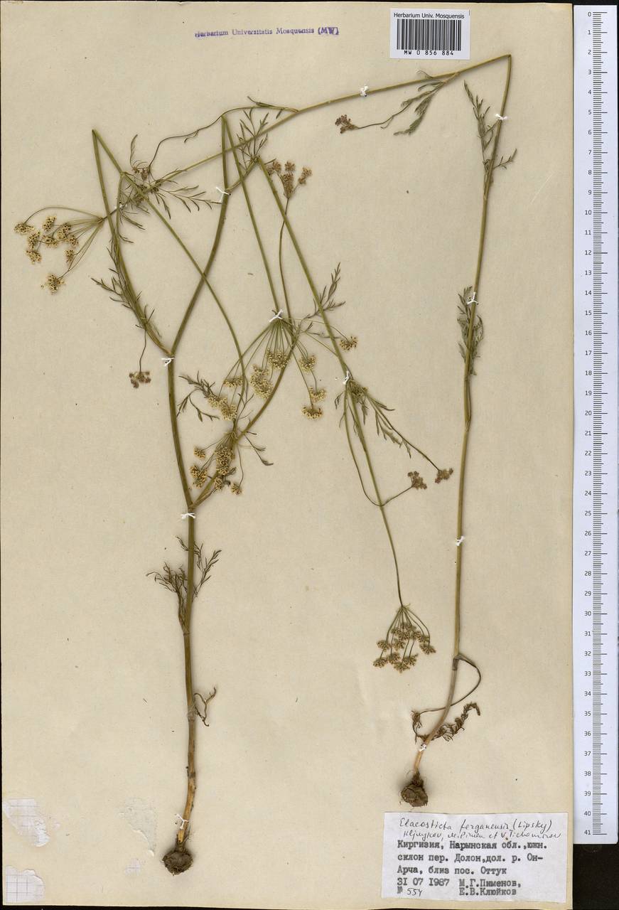 Скалигерия Коржинского (Lipsky) Korovin, Средняя Азия и Казахстан, Северный и Центральный Тянь-Шань (M4) (Киргизия)