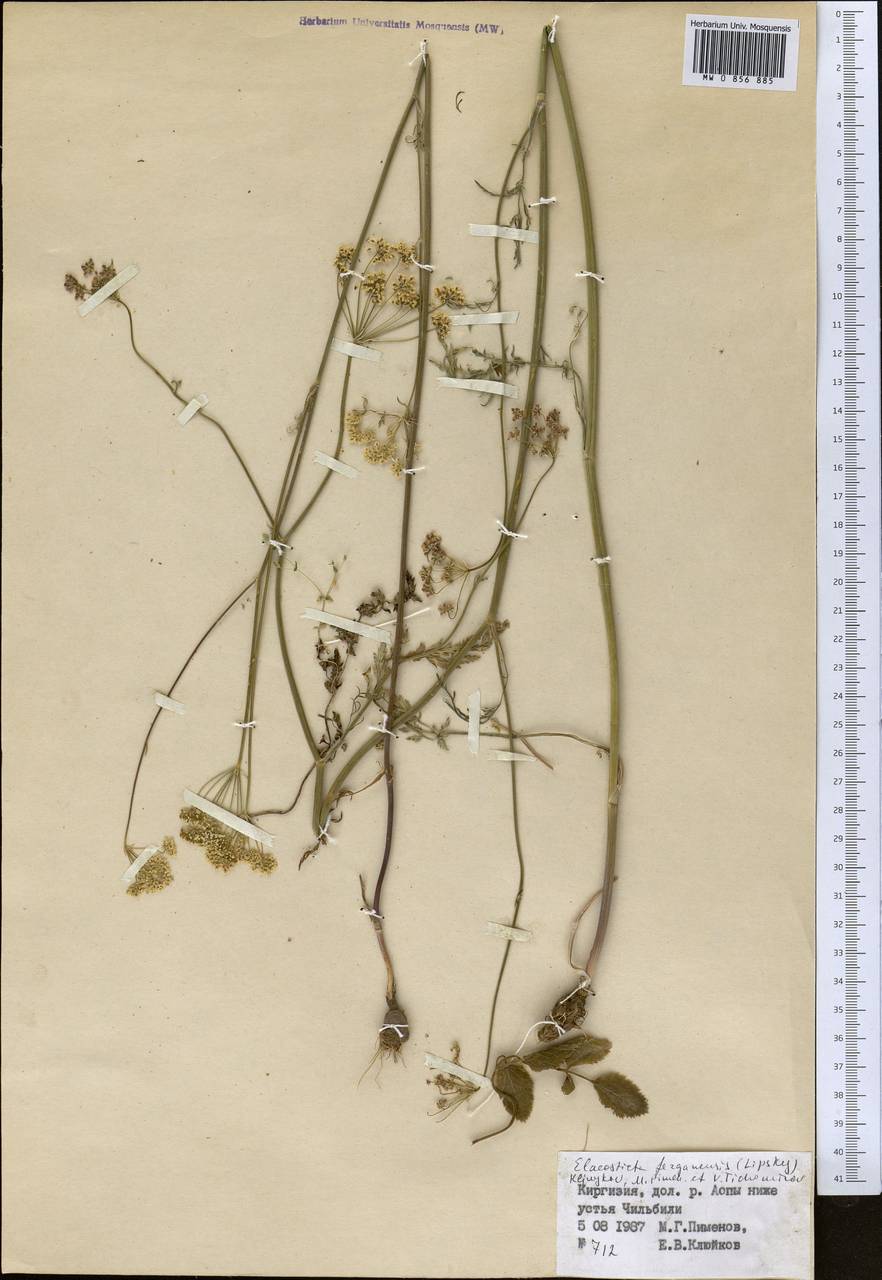 Скалигерия Коржинского (Lipsky) Korovin, Средняя Азия и Казахстан, Северный и Центральный Тянь-Шань (M4) (Киргизия)