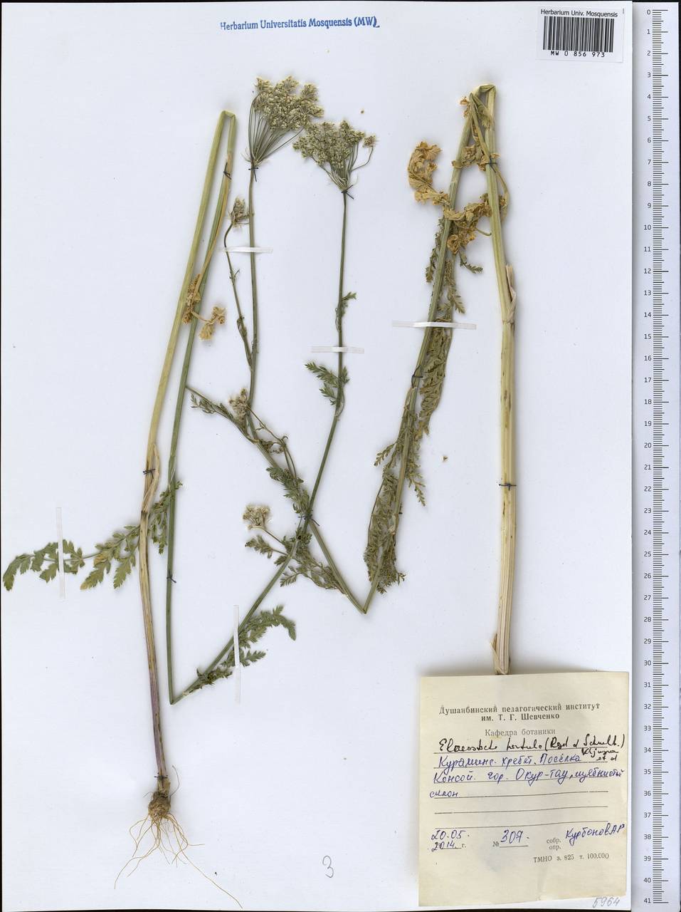 Скалигерия шероховатая (Regel & Schmalh.) Lipsky ex Korovin, Средняя Азия и Казахстан, Западный Тянь-Шань и Каратау (M3) (Таджикистан)