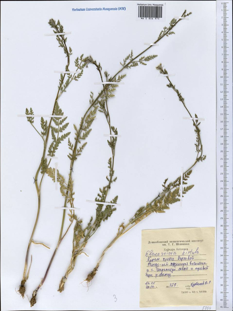 Скалигерия шероховатая (Regel & Schmalh.) Lipsky ex Korovin, Средняя Азия и Казахстан, Западный Тянь-Шань и Каратау (M3) (Таджикистан)