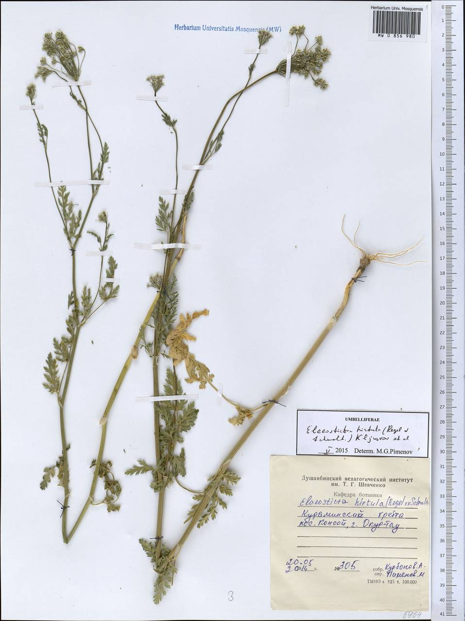 Скалигерия шероховатая (Regel & Schmalh.) Lipsky ex Korovin, Средняя Азия и Казахстан, Западный Тянь-Шань и Каратау (M3) (Таджикистан)