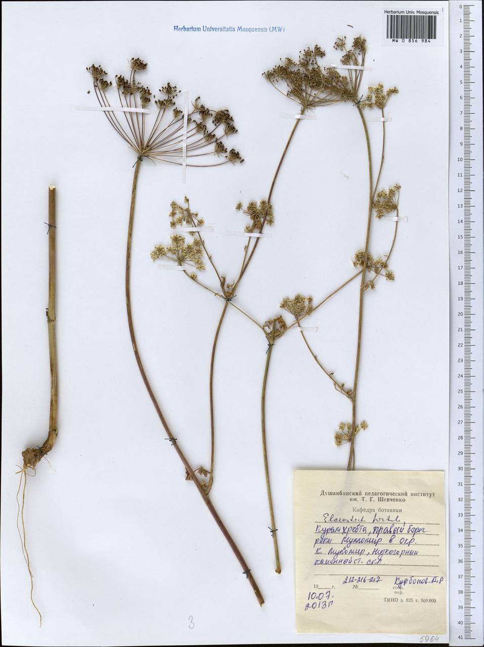 Скалигерия шероховатая (Regel & Schmalh.) Lipsky ex Korovin, Средняя Азия и Казахстан, Западный Тянь-Шань и Каратау (M3) (Таджикистан)