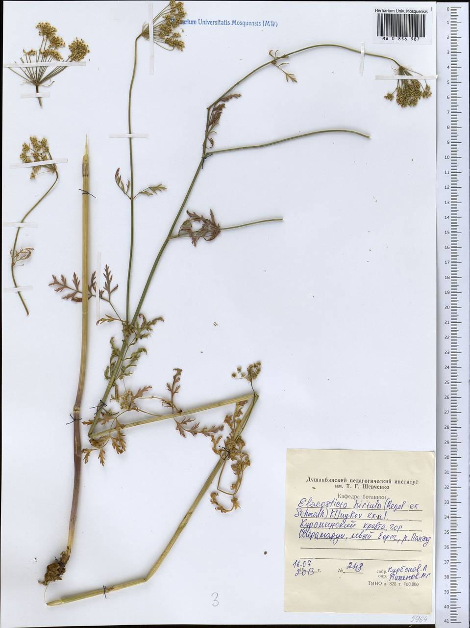 Скалигерия шероховатая (Regel & Schmalh.) Lipsky ex Korovin, Средняя Азия и Казахстан, Западный Тянь-Шань и Каратау (M3) (Таджикистан)