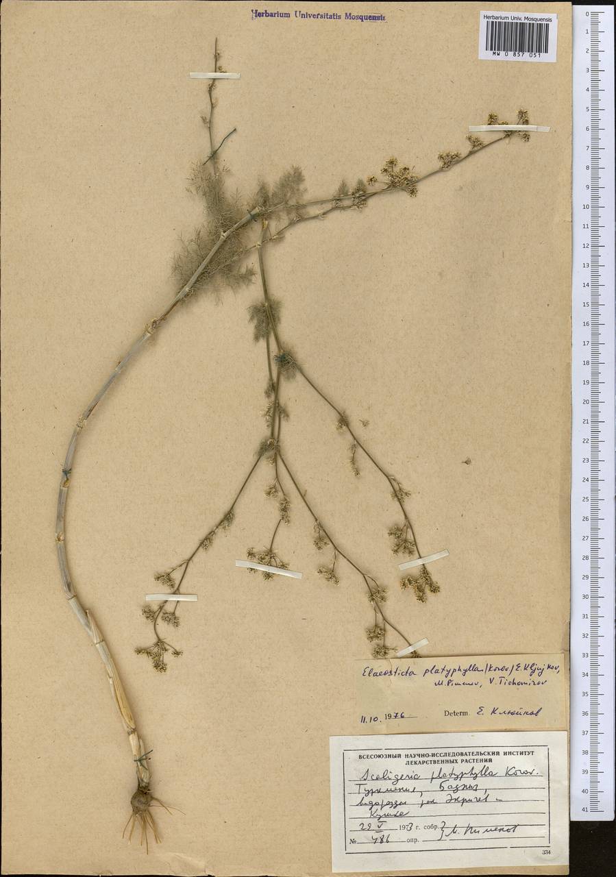 Scaligeria platyphylla Korovin, Средняя Азия и Казахстан, Каракумы (M6) (Туркмения)