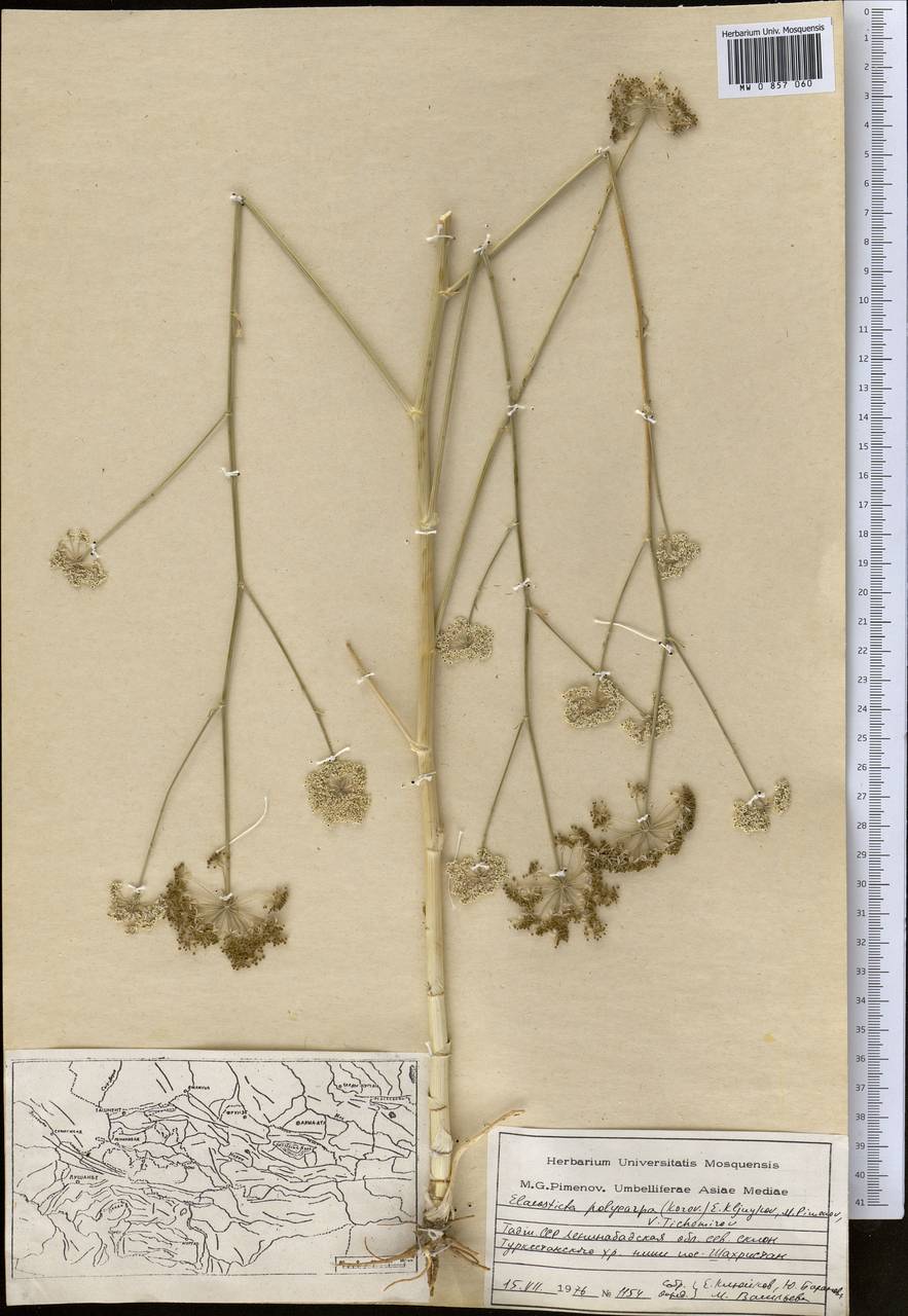 Скалигерия многоплодная Korovin, Средняя Азия и Казахстан, Памир и Памиро-Алай (M2) (Таджикистан)