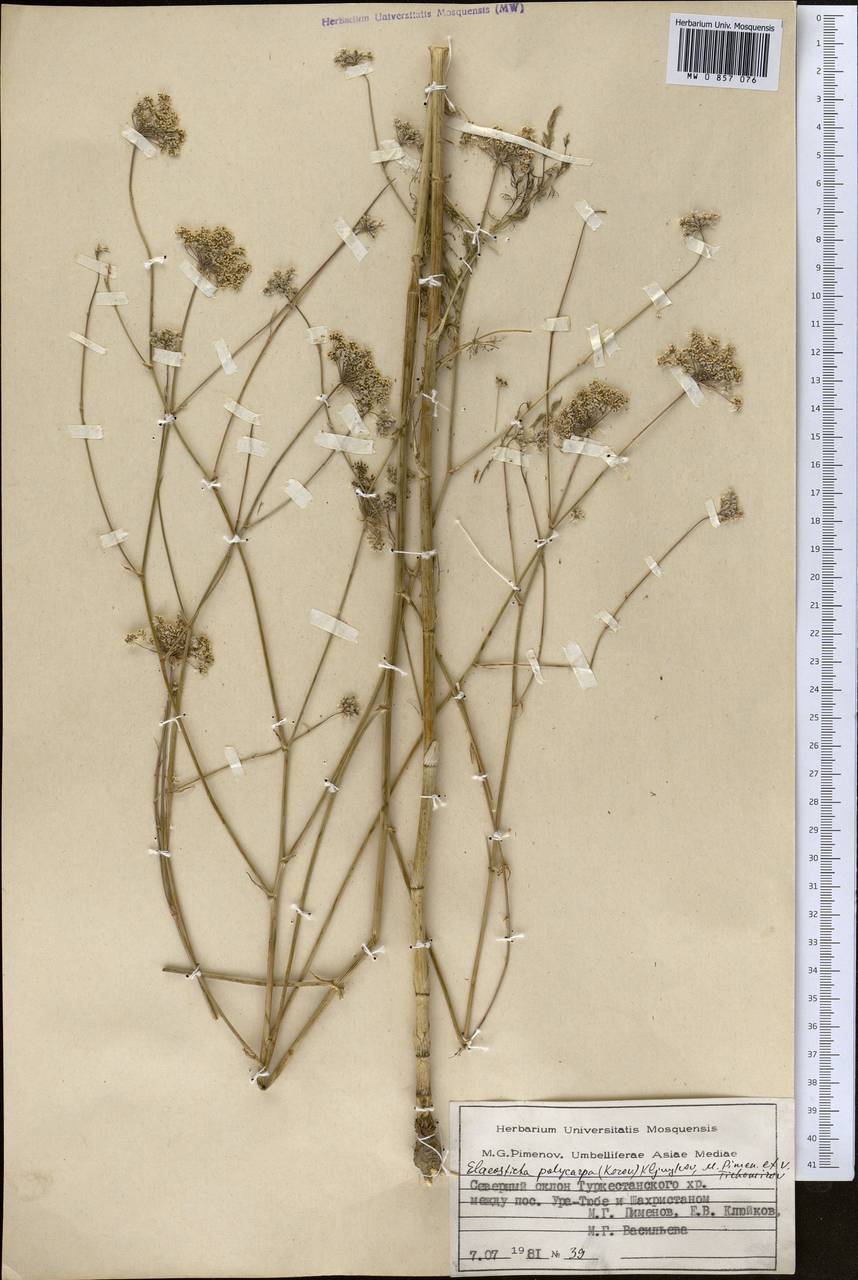 Скалигерия многоплодная Korovin, Средняя Азия и Казахстан, Памир и Памиро-Алай (M2) (Таджикистан)