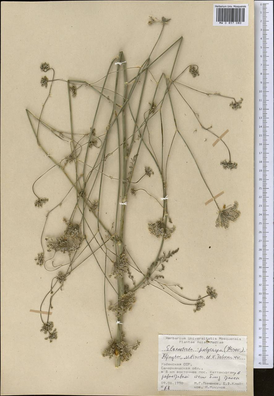 Скалигерия многоплодная Korovin, Средняя Азия и Казахстан, Памир и Памиро-Алай (M2) (Узбекистан)