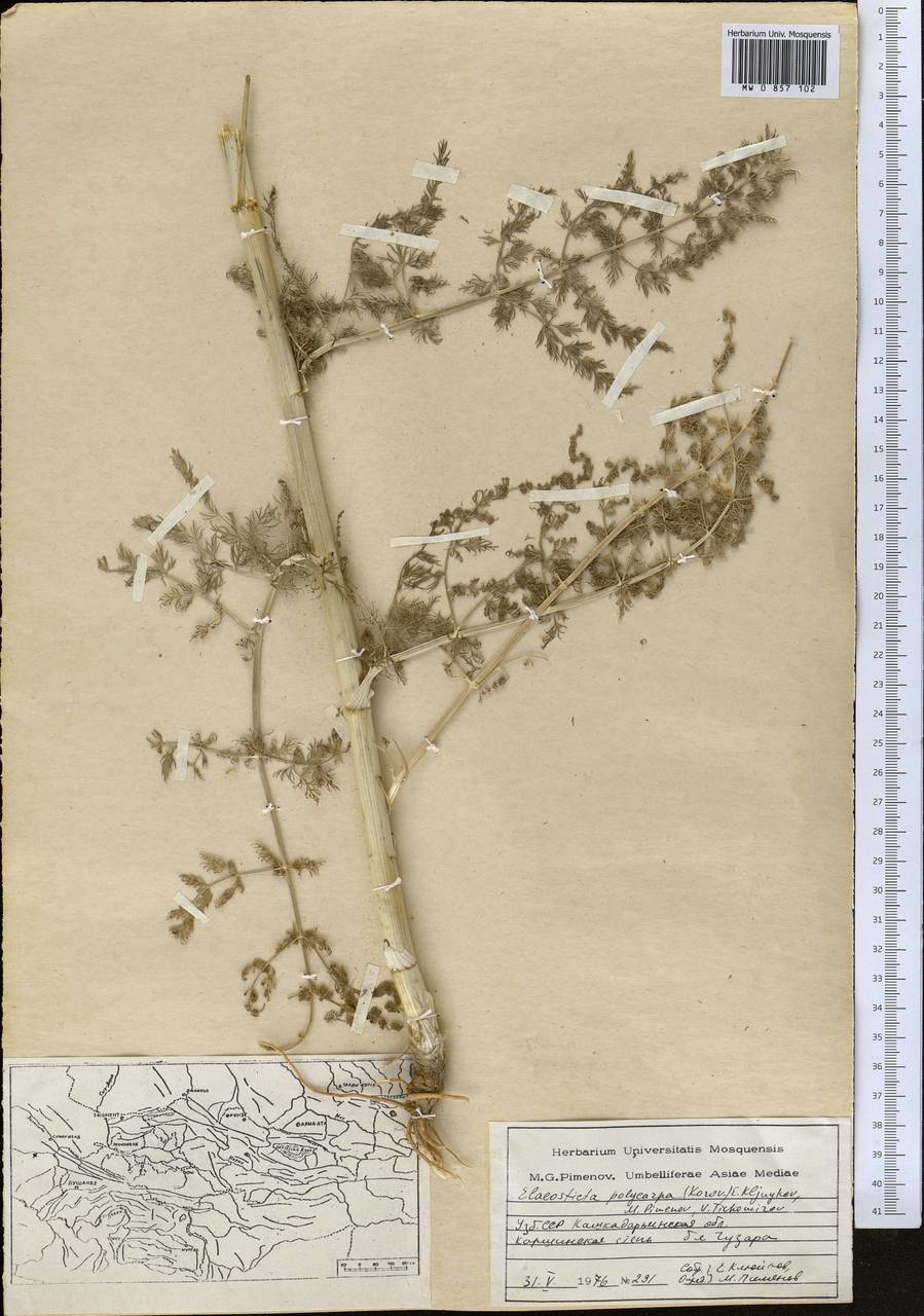 Скалигерия многоплодная Korovin, Средняя Азия и Казахстан, Сырдарьинские пустыни и Кызылкумы (M7) (Узбекистан)