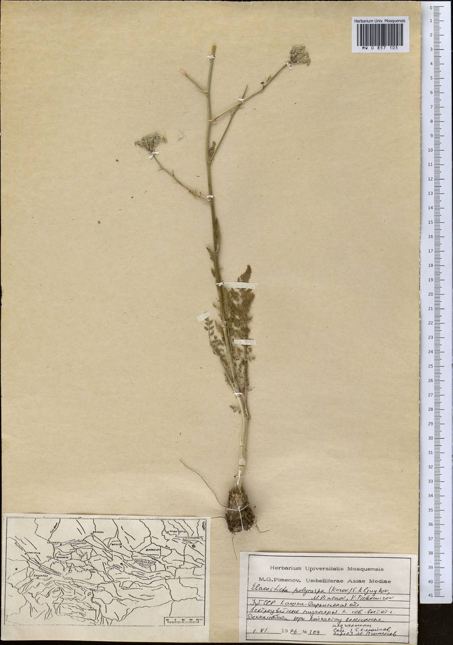 Скалигерия многоплодная Korovin, Средняя Азия и Казахстан, Сырдарьинские пустыни и Кызылкумы (M7) (Узбекистан)