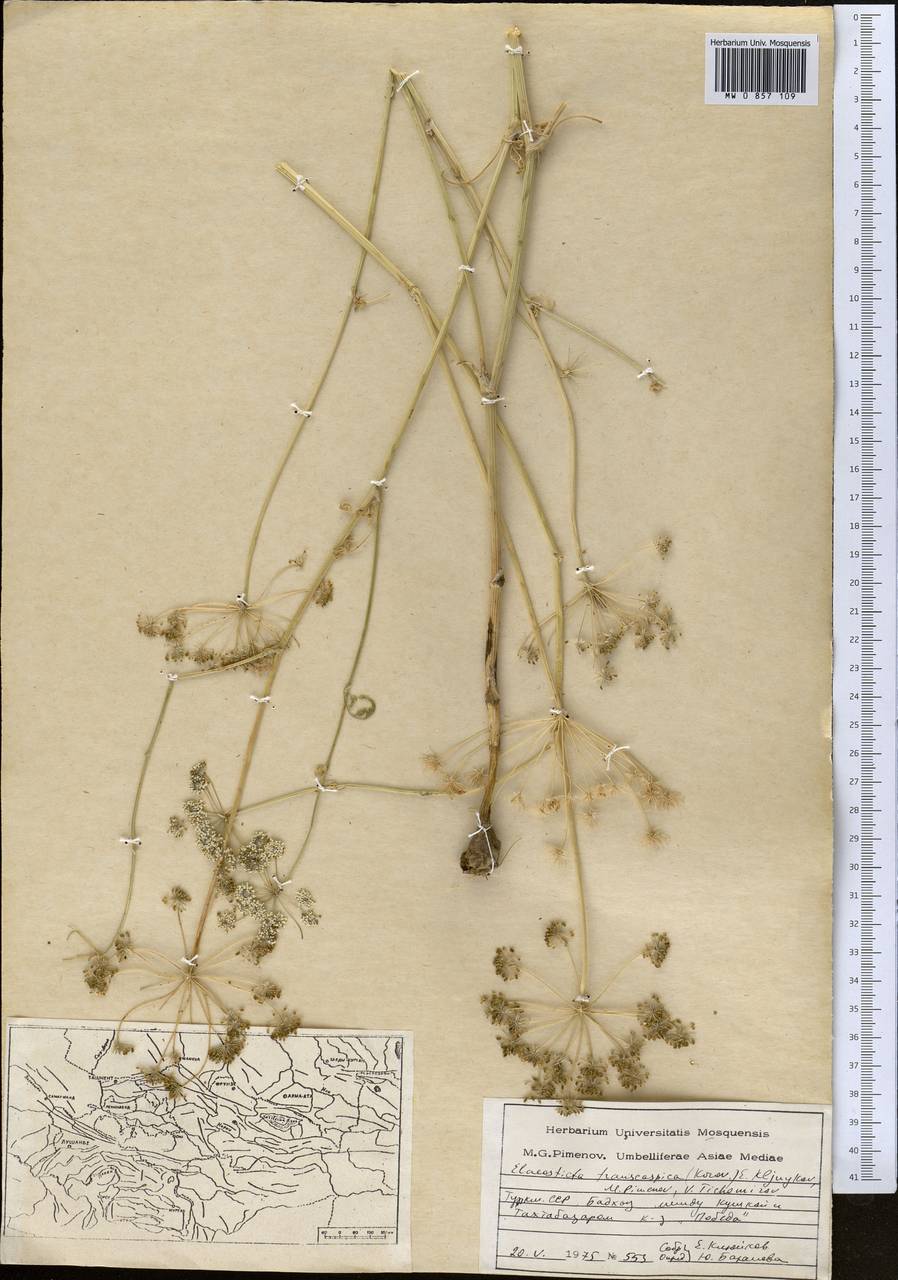 Скалигерия закаспийская Korovin, Средняя Азия и Казахстан, Каракумы (M6) (Туркмения)