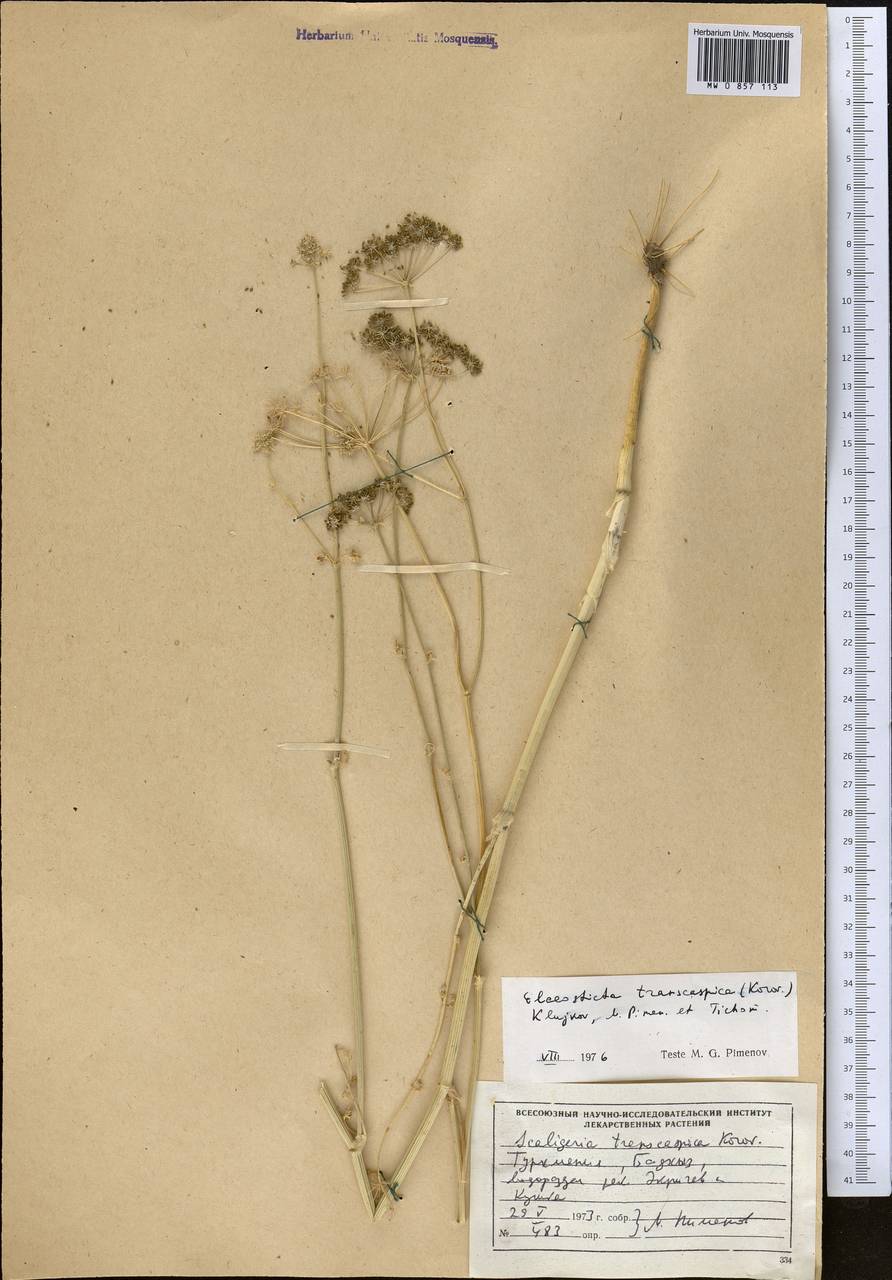 Скалигерия закаспийская Korovin, Средняя Азия и Казахстан, Каракумы (M6) (Туркмения)