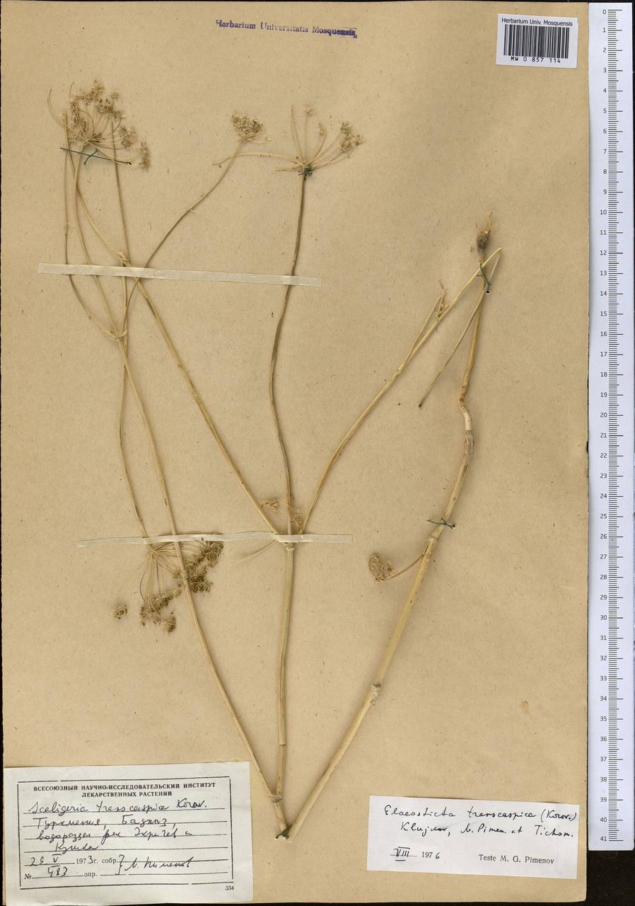 Скалигерия закаспийская Korovin, Средняя Азия и Казахстан, Каракумы (M6) (Туркмения)