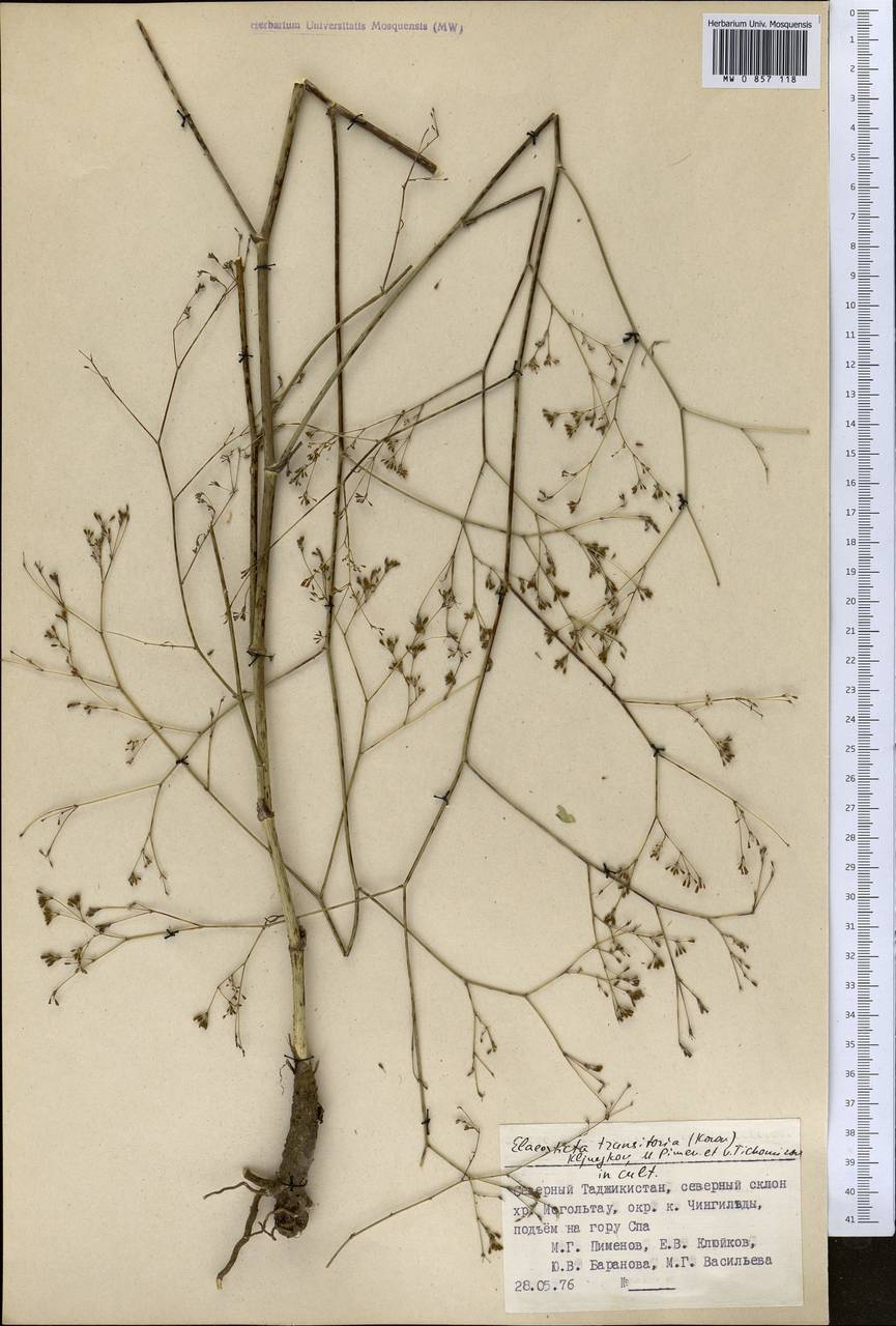 Скалигерия кураминская (Korovin) Korovin, Средняя Азия и Казахстан, Западный Тянь-Шань и Каратау (M3) (Таджикистан)