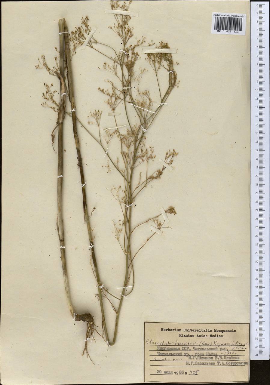 Скалигерия кураминская (Korovin) Korovin, Средняя Азия и Казахстан, Западный Тянь-Шань и Каратау (M3) (Киргизия)