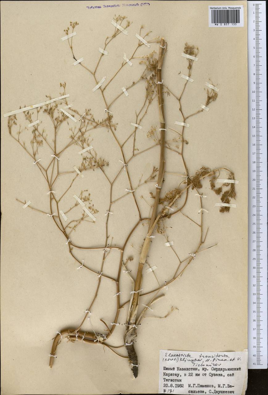 Скалигерия кураминская (Korovin) Korovin, Средняя Азия и Казахстан, Западный Тянь-Шань и Каратау (M3) (Казахстан)