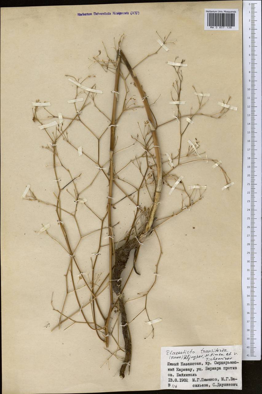 Скалигерия кураминская (Korovin) Korovin, Средняя Азия и Казахстан, Западный Тянь-Шань и Каратау (M3) (Казахстан)