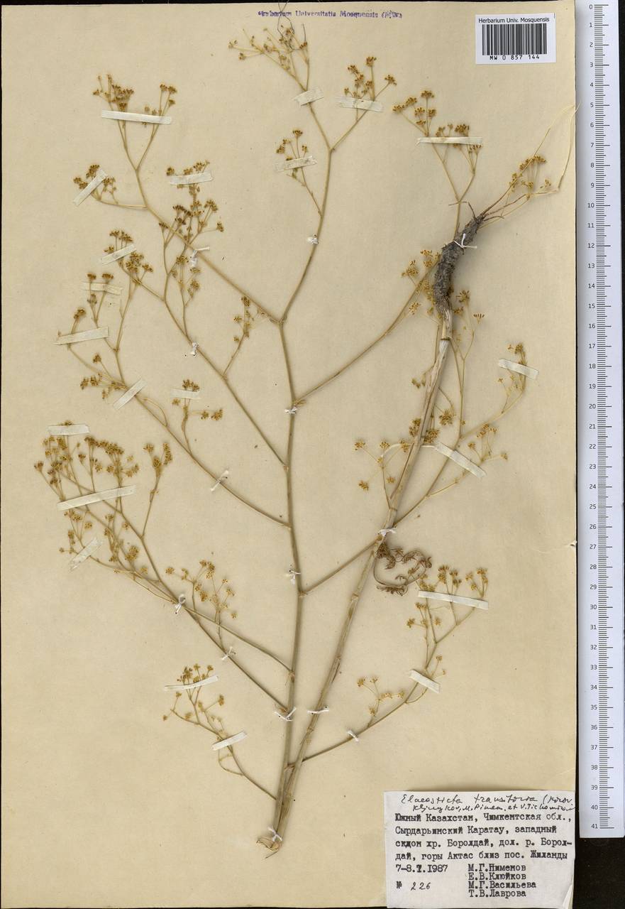 Скалигерия кураминская (Korovin) Korovin, Средняя Азия и Казахстан, Западный Тянь-Шань и Каратау (M3) (Казахстан)