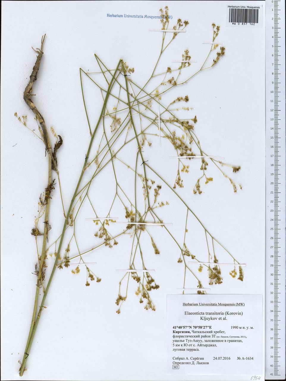 Скалигерия кураминская (Korovin) Korovin, Средняя Азия и Казахстан, Западный Тянь-Шань и Каратау (M3) (Киргизия)