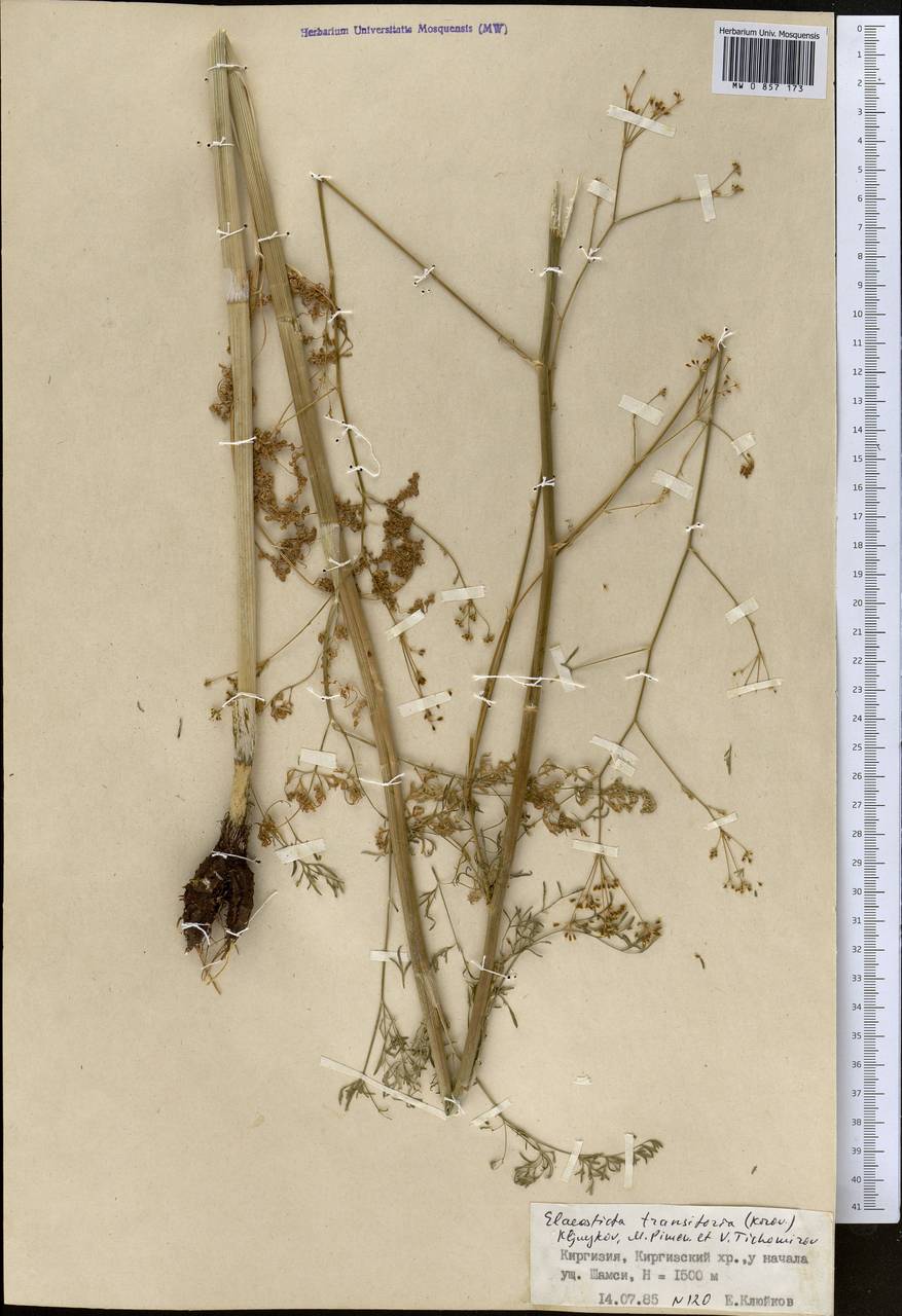 Скалигерия кураминская (Korovin) Korovin, Средняя Азия и Казахстан, Северный и Центральный Тянь-Шань (M4) (Киргизия)