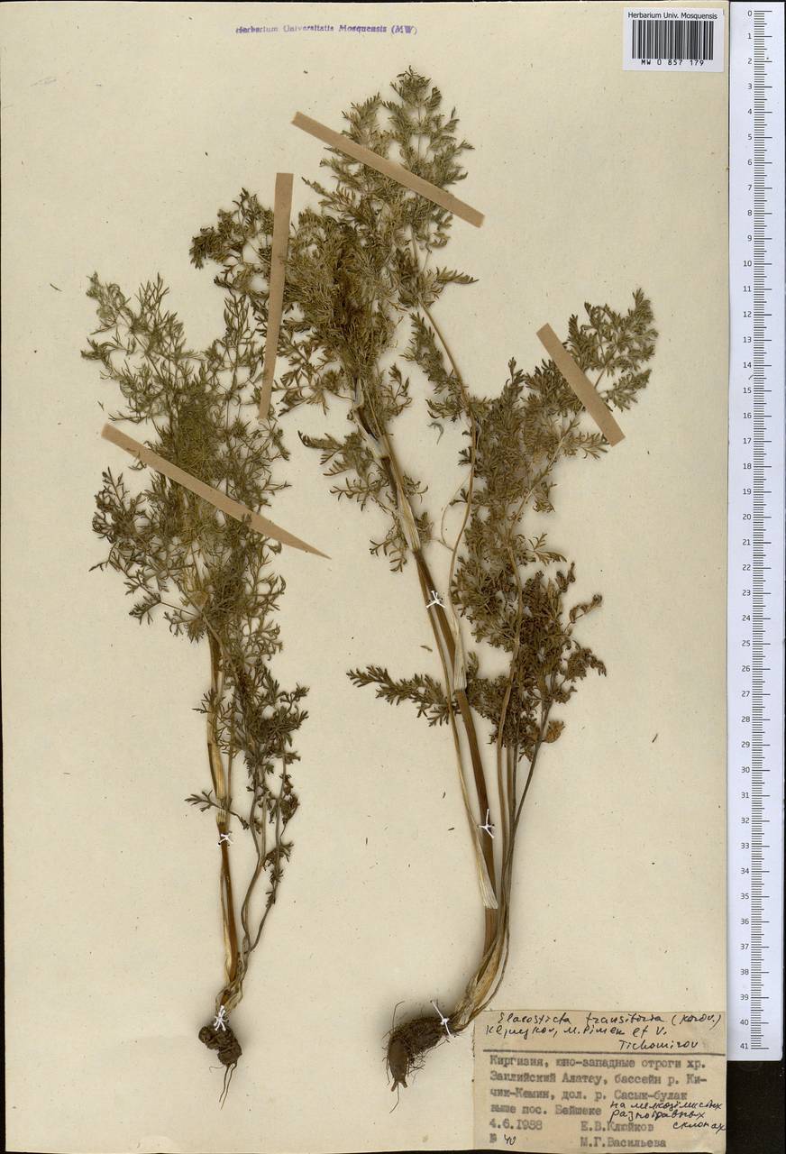 Скалигерия кураминская (Korovin) Korovin, Средняя Азия и Казахстан, Северный и Центральный Тянь-Шань (M4) (Киргизия)