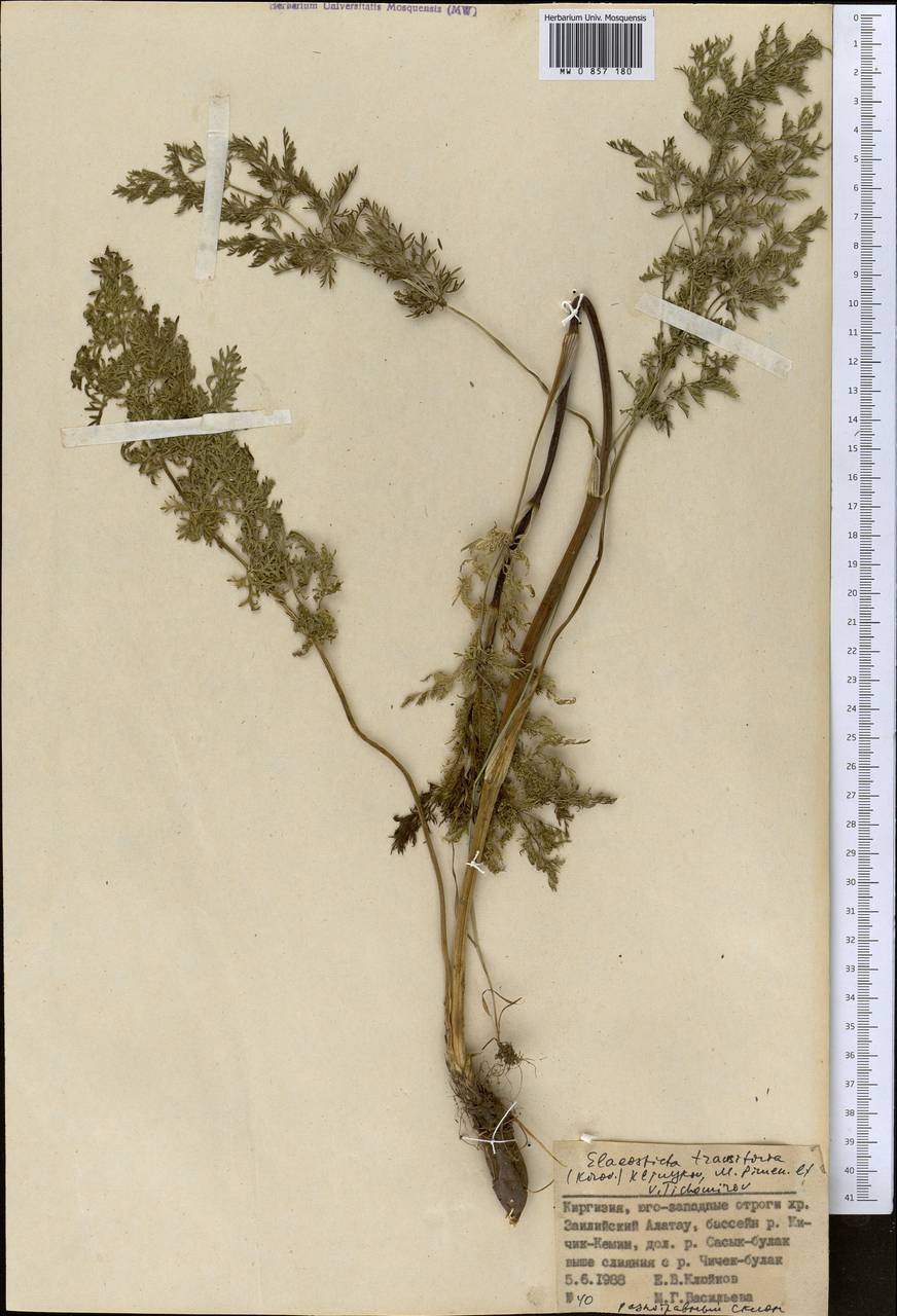 Скалигерия кураминская (Korovin) Korovin, Средняя Азия и Казахстан, Северный и Центральный Тянь-Шань (M4) (Киргизия)