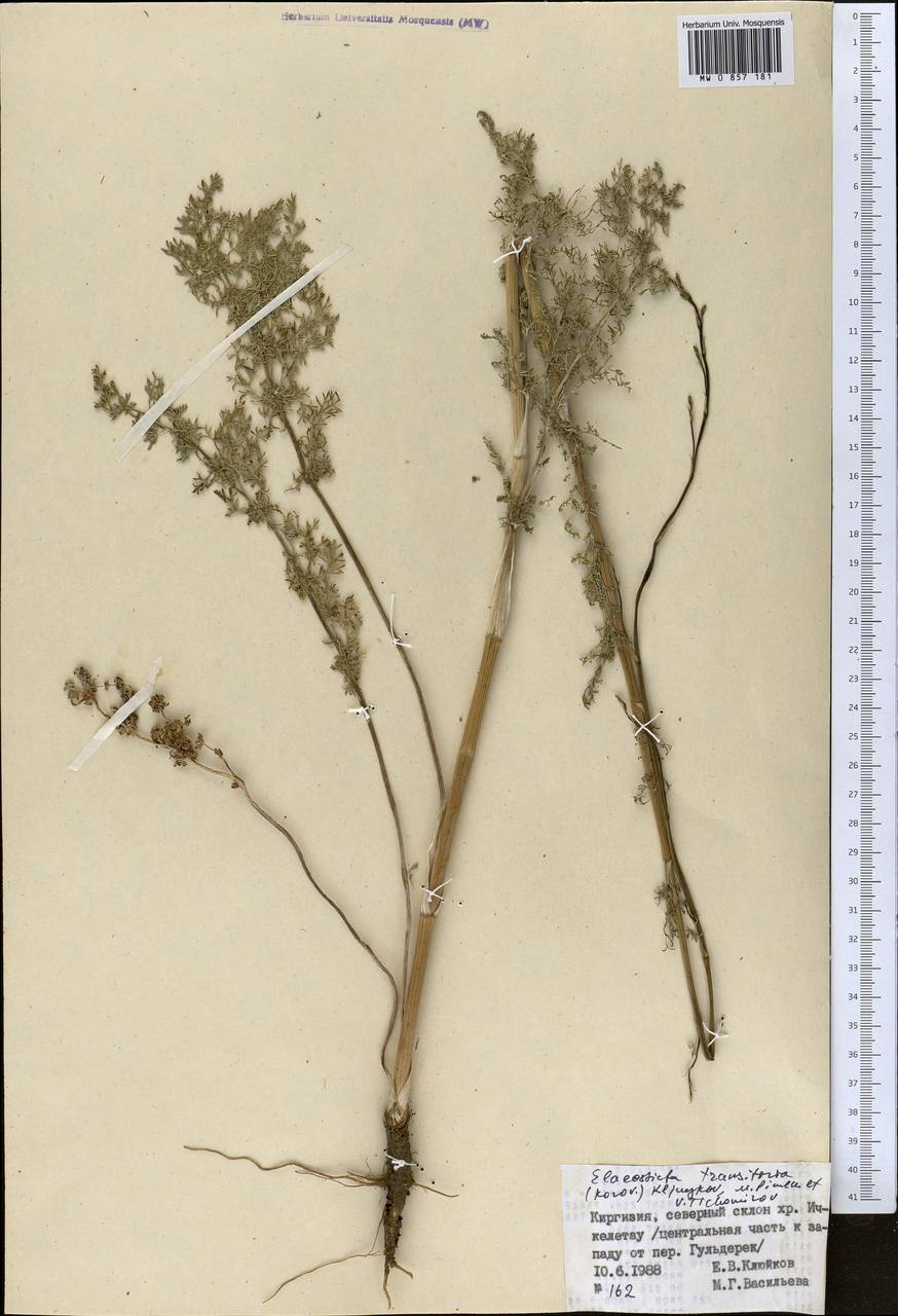 Скалигерия кураминская (Korovin) Korovin, Средняя Азия и Казахстан, Северный и Центральный Тянь-Шань (M4) (Киргизия)