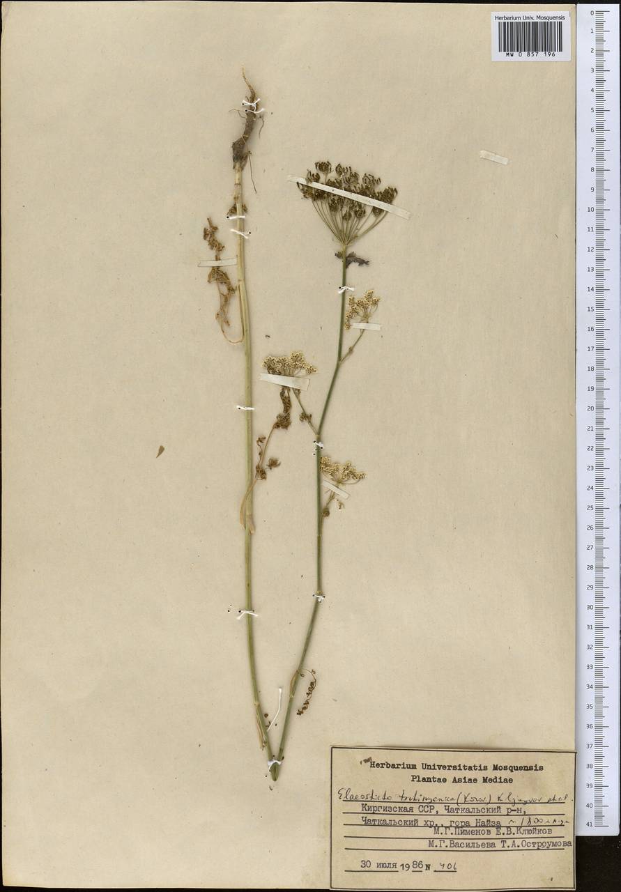 Скалигерия чимганская Korovin, Средняя Азия и Казахстан, Западный Тянь-Шань и Каратау (M3) (Киргизия)