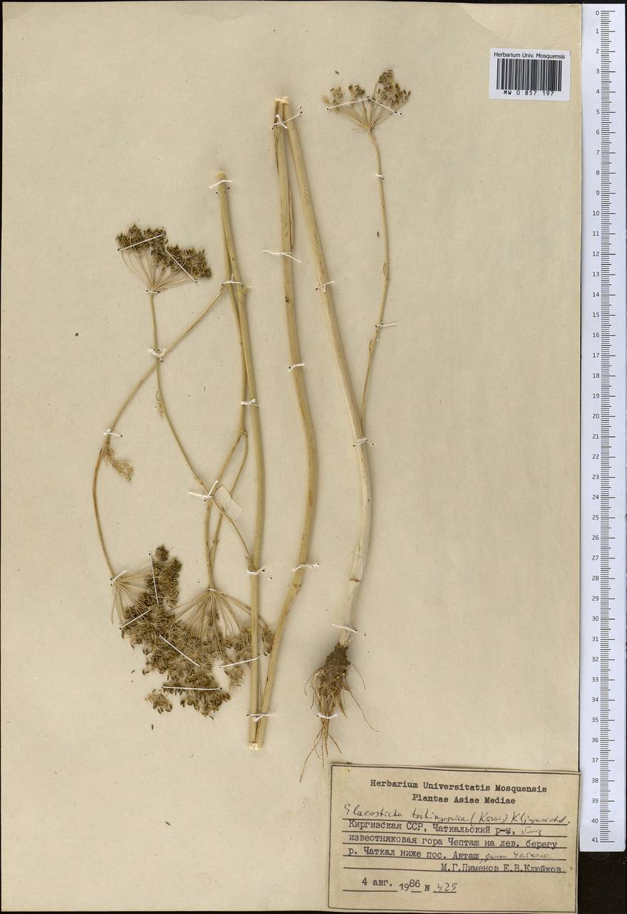 Скалигерия чимганская Korovin, Средняя Азия и Казахстан, Западный Тянь-Шань и Каратау (M3) (Киргизия)