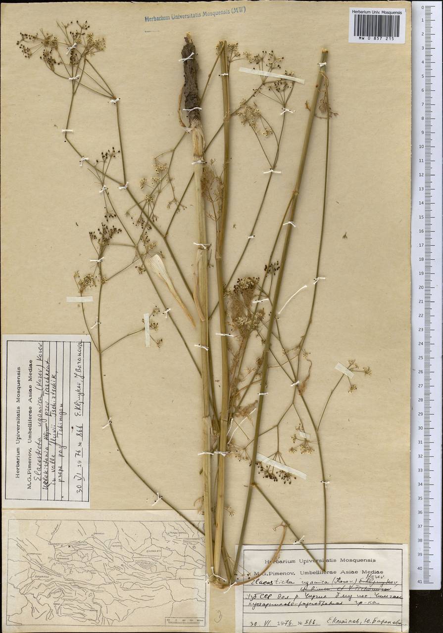Скалигерия угамская Korovin, Средняя Азия и Казахстан, Западный Тянь-Шань и Каратау (M3) (Узбекистан)