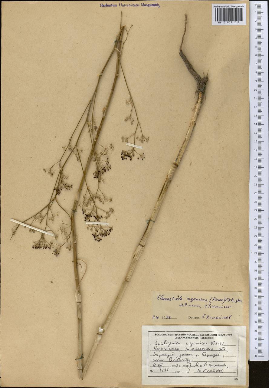 Скалигерия угамская Korovin, Средняя Азия и Казахстан, Западный Тянь-Шань и Каратау (M3) (Казахстан)